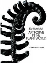 Art Forms in the