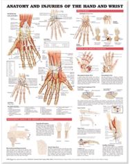 Anatomy and Injuries of the Hand and Wrist Anatomical Chart