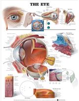Eye Anatomical Chart