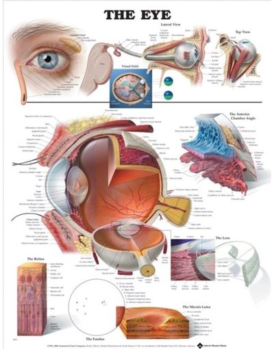 Eye Anatomical Chart