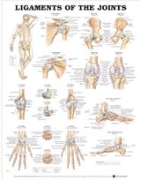 Ligaments of the