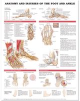 Anatomy and Injuries