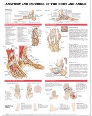 Anatomy and Injuries of the Foot and Ankle