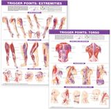 Trigger Point Chart