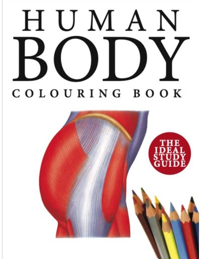 Human Body Colouring Human Anatomy in 215