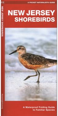 New Jersey Shorebirds