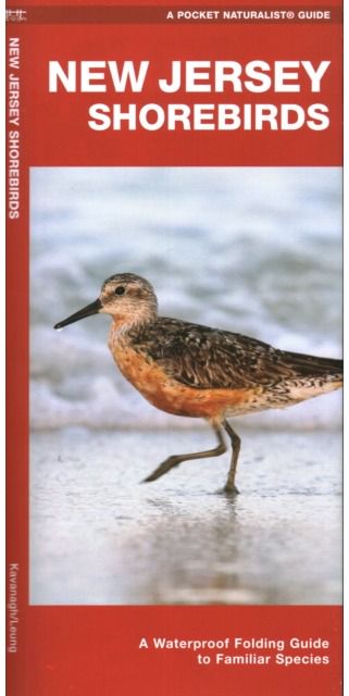 New Jersey Shorebirds