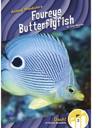 Foureye Butterflyfish
