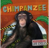 Chimpanzee