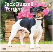 Jack Russell