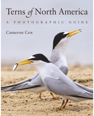 Terns of North A Photographic Guide