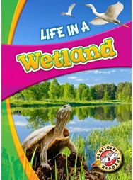 Life in a Wetland