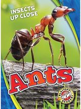 Ants