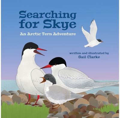 Searching For Skye An Arctic Tern Adventure