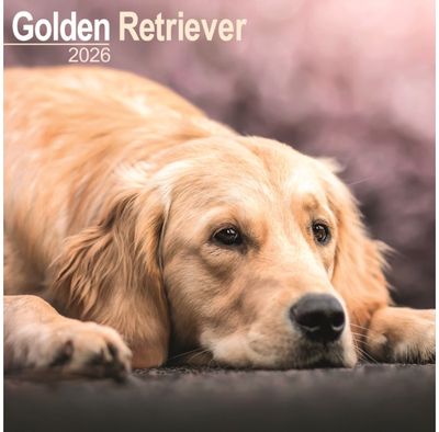 Golden Retriever Calendar 2026 Square Dog Breed Wall Calendar - 16 Month
