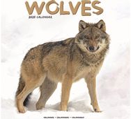 Wolves Square Wall Calendar 2025