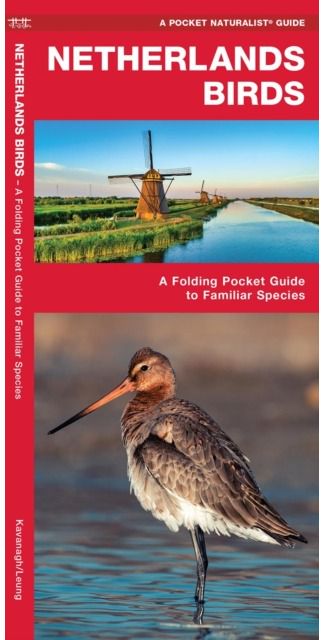 Netherlands Birds