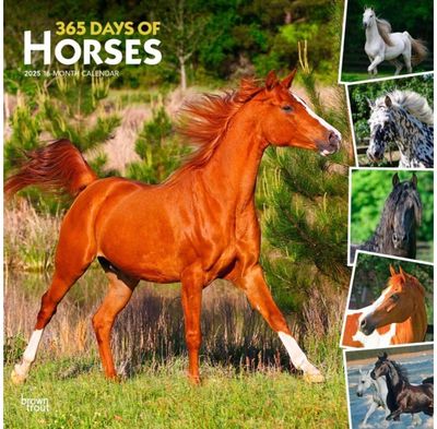 Horses 365 Days Of