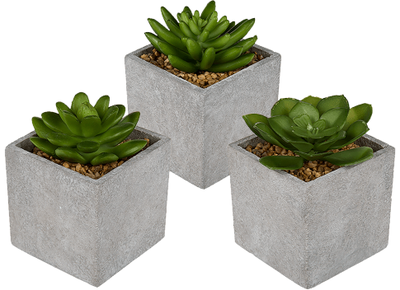 Dekoratyvinis sukulentas GREY POT, 10 cm