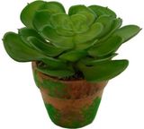 Dirbtinė eševerija moliniame vazonėlyje, 7x10 cm