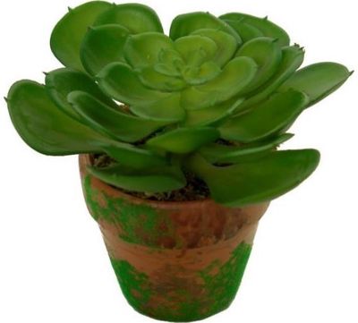 Dirbtinė eševerija moliniame vazonėlyje, 7x10 cm