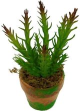 Dirbtinė margoji orbėja moliniame vazonėlyje, 7x18 cm