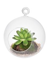 Dirbtinis sukulentas stikliniame burbule GLASS