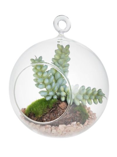 Dirbtinis sukulentas stikliniame burbule GLASS
