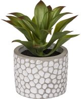 Dirbtinis sukulentas WHITE DOTS, 13-17 cm