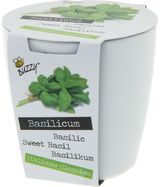 Augalas vazonėlyje su magnetu HERBS