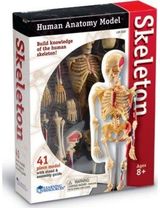 Anatomijos modelis LR skeletas