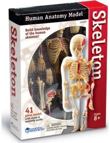 Anatomijos modelis LR skeletas