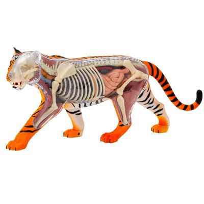 Mokslinis rinkinys THAMES&KOSMOS tigro anatomija