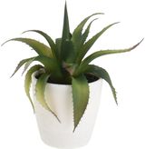 Dirbtinis sukulentas PLANT IN POT, 15 cm