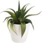 Dirbtinis sukulentas PLANT IN POT, 15 cm