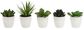 Dirbtinis sukulentas PLANT IN POT, 15 cm
