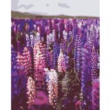 Tapyba pagal skaičius LEVANDOS