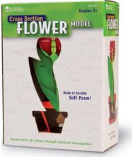 Augalo pjūvio modelis LR