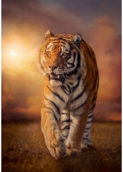Dėlionė CLEMENTONI 1500 det. TIGER