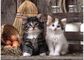 Dėlionė CLEMENTONI 1000 det. LOVELY KITTENS