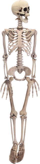 Pakabinama dekoracija SKELETON, 90 cm