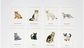 Stalo žaidimas Cats & Kittens a memory game (EN)