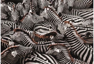Dėlionė NATIONAL GEO. ZEBRAS IN HOLDI 1000 det. (compact)