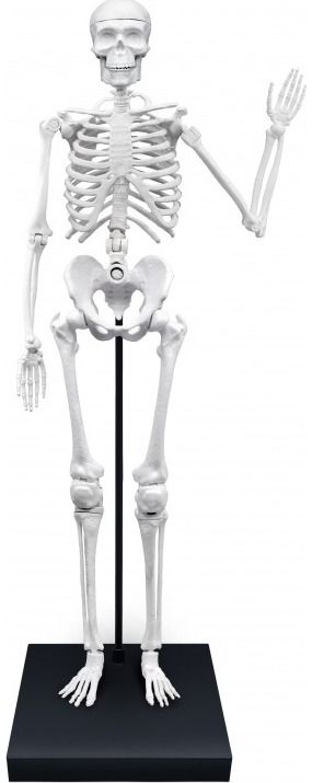 Mokslinis rinkinys BUKI žmogus skeletas (EN)