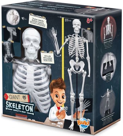 Mokslinis rinkinys BUKI žmogus skeletas (EN)