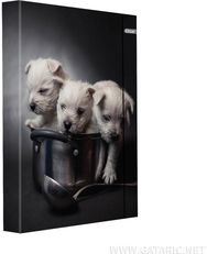 Dėklas sąsiuviniams SPIRIT PUPIES, A4, 3 cm