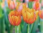 Deimantinė mozaika LOVE TULIPS 27x35
