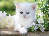 Dėlionė RAVENSBURGER White Kitten, 1500 det.