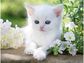 Dėlionė RAVENSBURGER White Kitten, 1500 det.