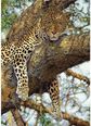 Dėlionė DINO Leopard, 1000 det.